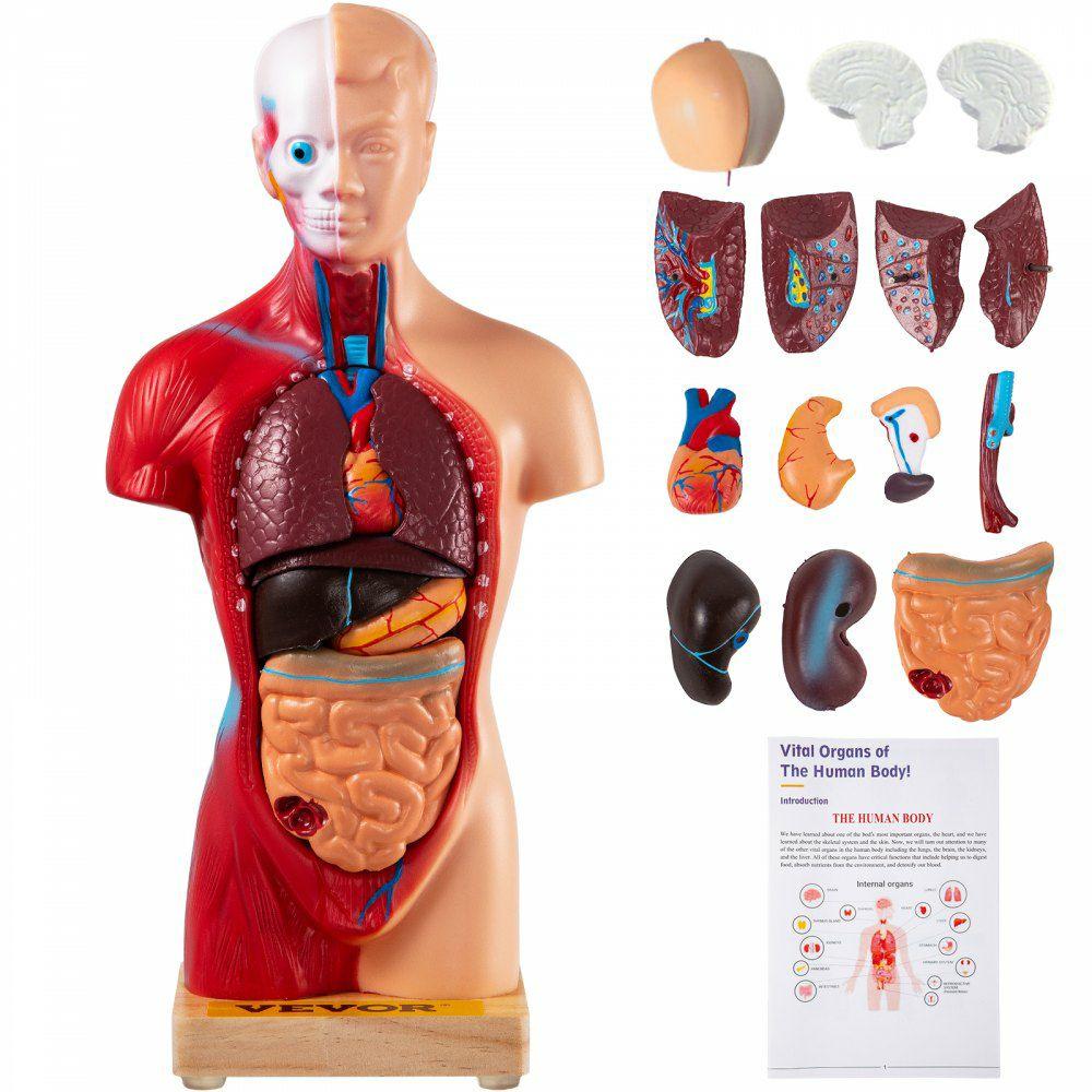 Human Body Model 15 Parts 11 Inch Human Anatomy Model Medical Teaching Anatomical Skeleton Model with Removable Organs for Student Kids Adults, Display Base & Product Manual Included  |  Learning & Education Lab Learning & Education