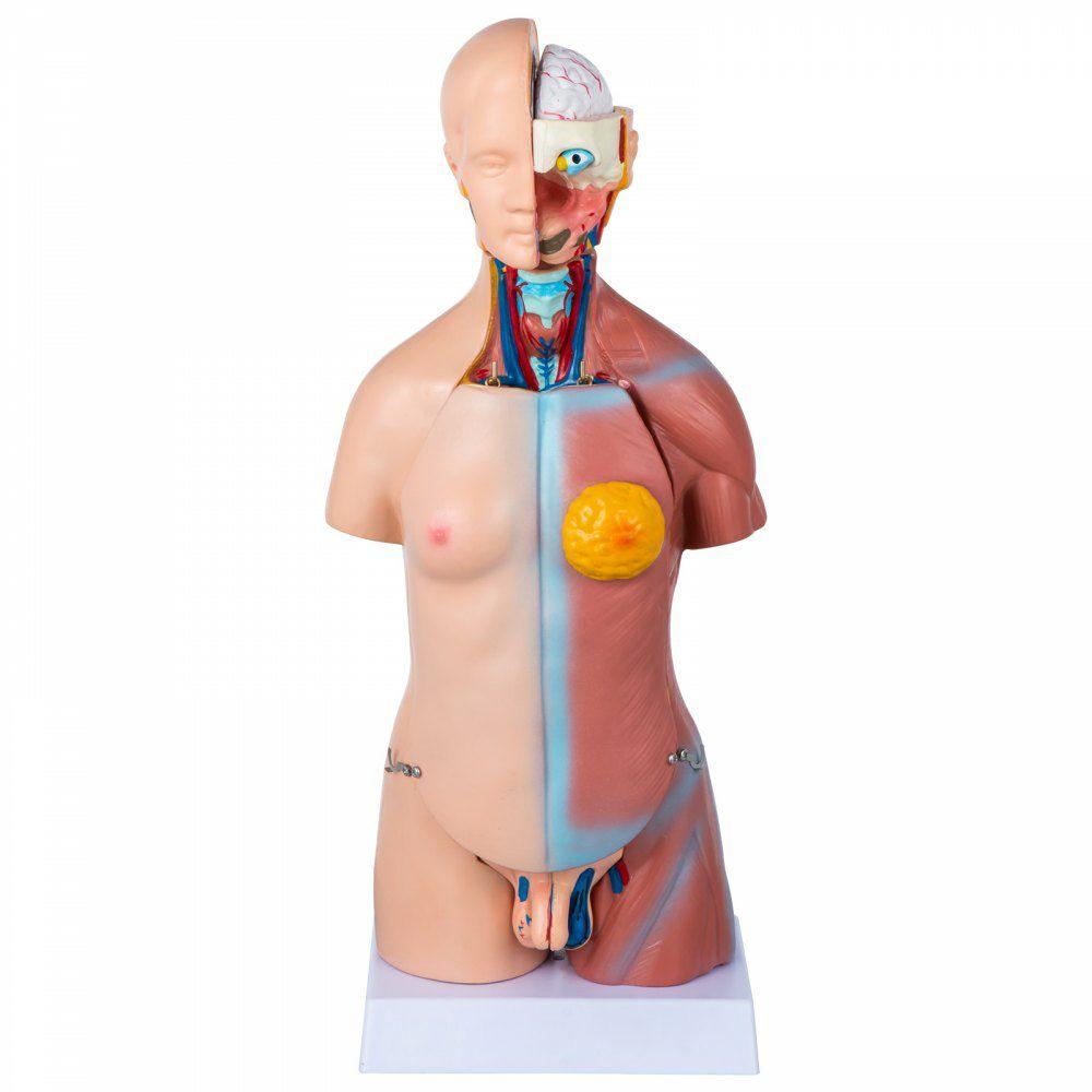 Human Body Model 23 Parts 17inch Life Size Human Anatomy Model Unisex Human Torso Models Anatomical Skeleton Model Educational Teaching Tool for Medical Students Science Learning  |  Learning & Education Lab Learning & Education