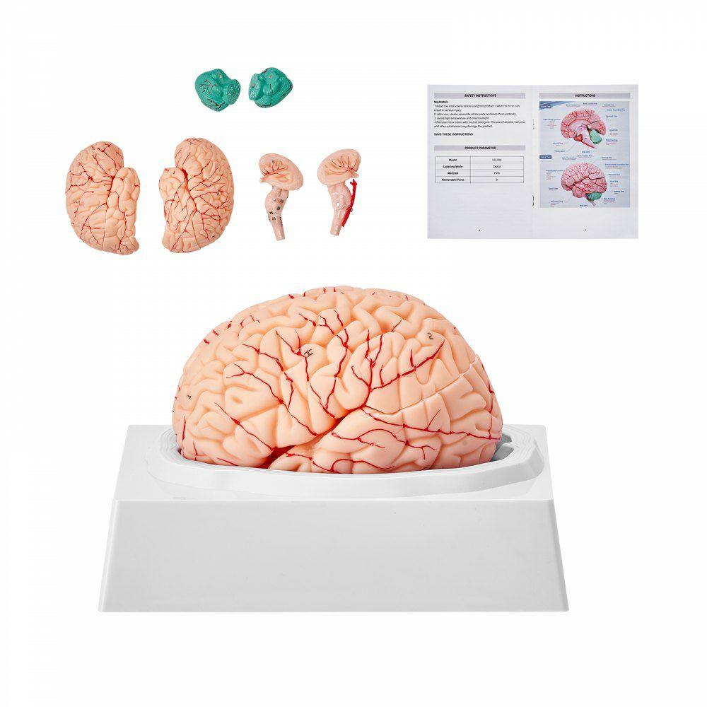 Human Brain Model Anatomy, 1:1 Life-Size 9-Part Human Brain Anatomical Model with Labels & Display Base, Detachable Brain Model for Science Research Teaching Learning Classroom Study Display  |  Learning & Education Lab Learning & Education