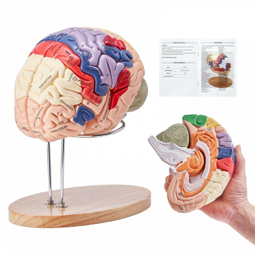 Human Brain Model Anatomy, 2X Life-Size 4-Part Human Brain Anatomical Model with Labels & Display Base, Color-Coded Detachable Brain Model for Science Research Teaching Learning Study Display  |  Learning & Education Lab Learning & Education