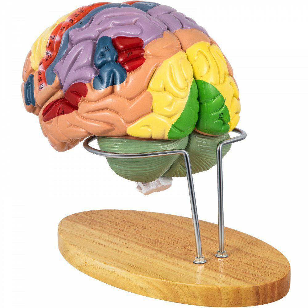 Human Brain Model Anatomy 4-Part Model of Brain w/Labels & Display Base Color-Coded Life Size Human Brain Anatomical Model Brain Teaching Human Brain for Science Classroom Study Display Model  |  Learning & Education Lab Learning & Education