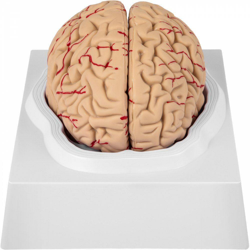 Human Brain Model Anatomy 9-Part Model of Brain Life Size Human Brain Anatomical Model w/Display Base & Color-Coded Artery Brain Teaching Anatomy of Brain for Science Classroom Study Display  |  Learning & Education Lab Learning & Education