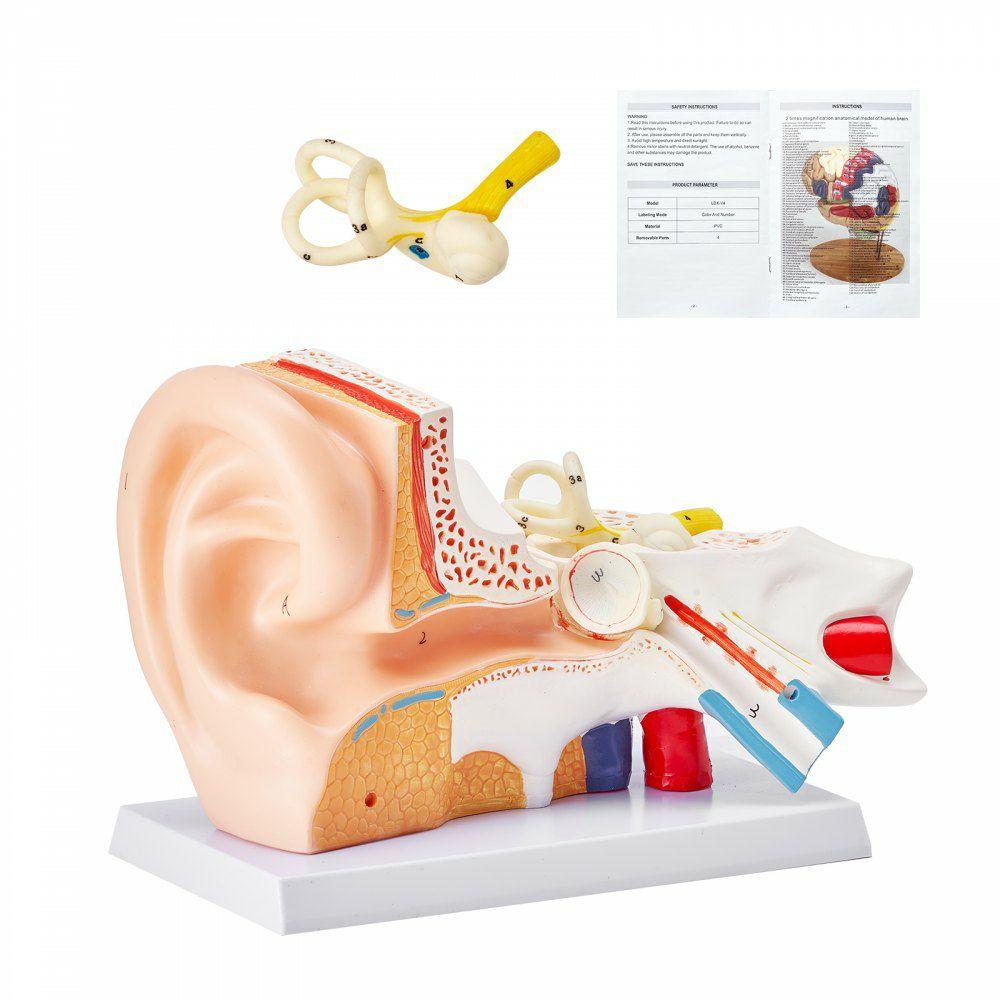 Human Ear Anatomy Model, 3 Parts 5 Times Enlarged Human Ear Model Displaying Outer, Middle, Inner Ear with Base, Professional PVC Anatomical Ear Model for Education Physiology Study Teaching  |  Learning & Education Lab Learning & Education