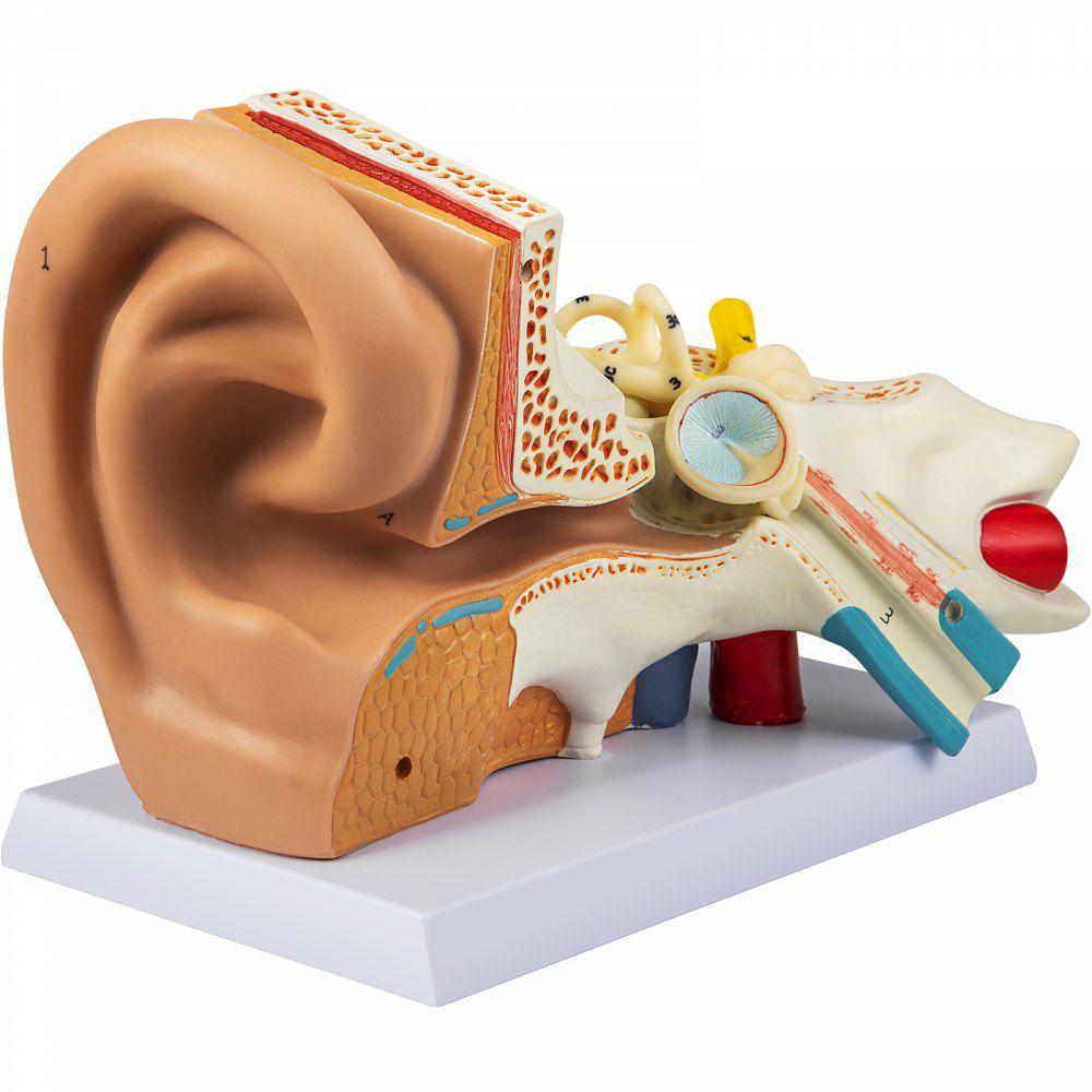 Human Ear Anatomy Model, 5 Times Enlarged Human Ear Model, PVC Plastic Anatomical Ear Model for Education, Human Ear Anatomy Displaying Outer, Middle, Inner Ear with Base, 3pcs (2 Removable)  |  Learning & Education Lab Learning & Education