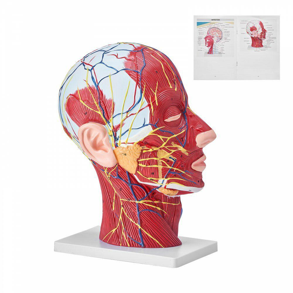 Human Half Head Superficial Neurovascular Model with Musculature, 1:1 Life Size Anatomical Head Neck Model Skull and Brain for Professional Teaching Learning, Kids Learning Education Display  |  Learning & Education Lab Learning & Education