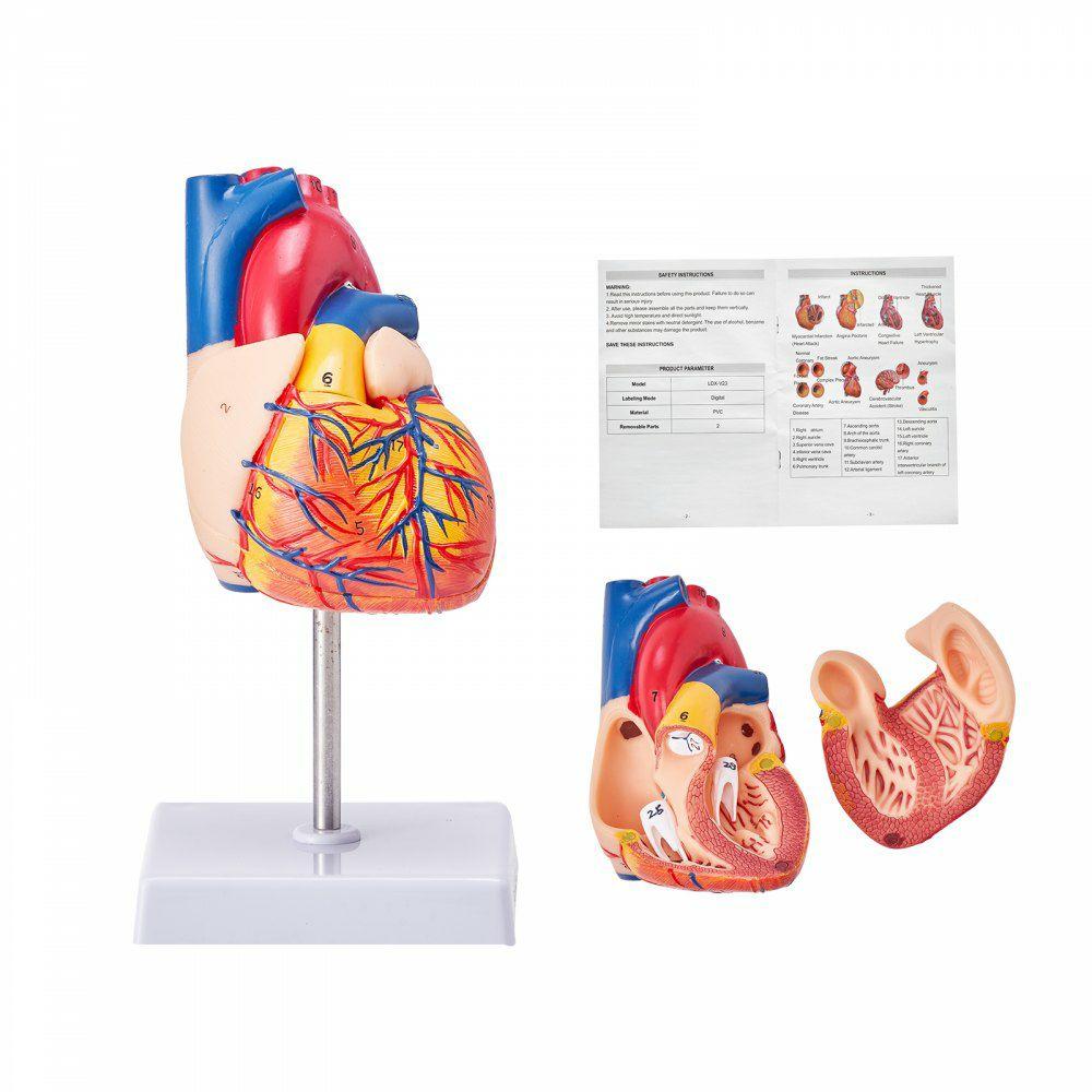 Human Heart Model, 2-Part 1:1 Life Size, Anatomically Accurate Numbered Anatomical Heart Model with Anatomically Correct Structures, Magnetic Design, Held Together on Display Base for Learning  |  Learning & Education Lab Learning & Education