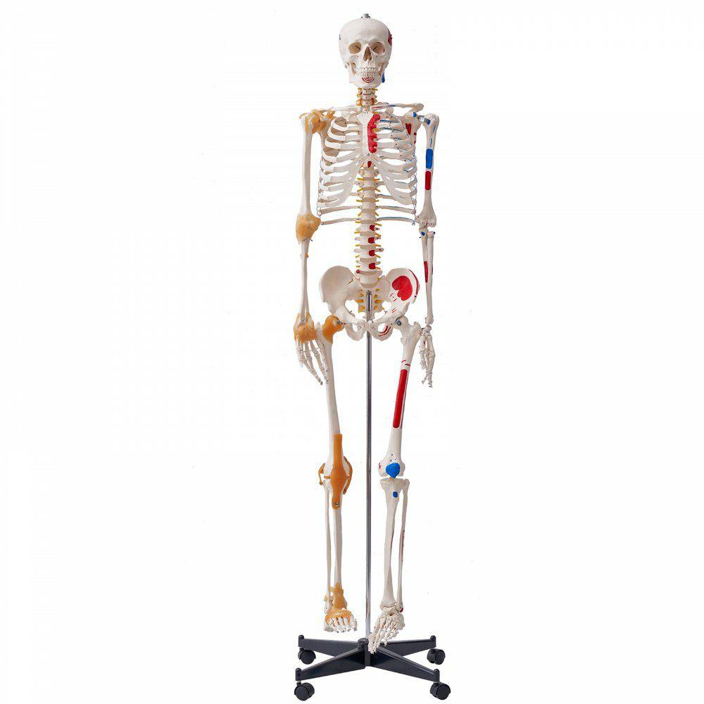 Human Skeleton Model for Anatomy, 71.65″ Life Size, Accurate PVC Anatomy Skeleton Model with Ligaments, Movable Arms, Legs & Jaw, with Muscle Origin & Insertion Points, for Professional Teaching  |  Learning & Education Lab Learning & Education