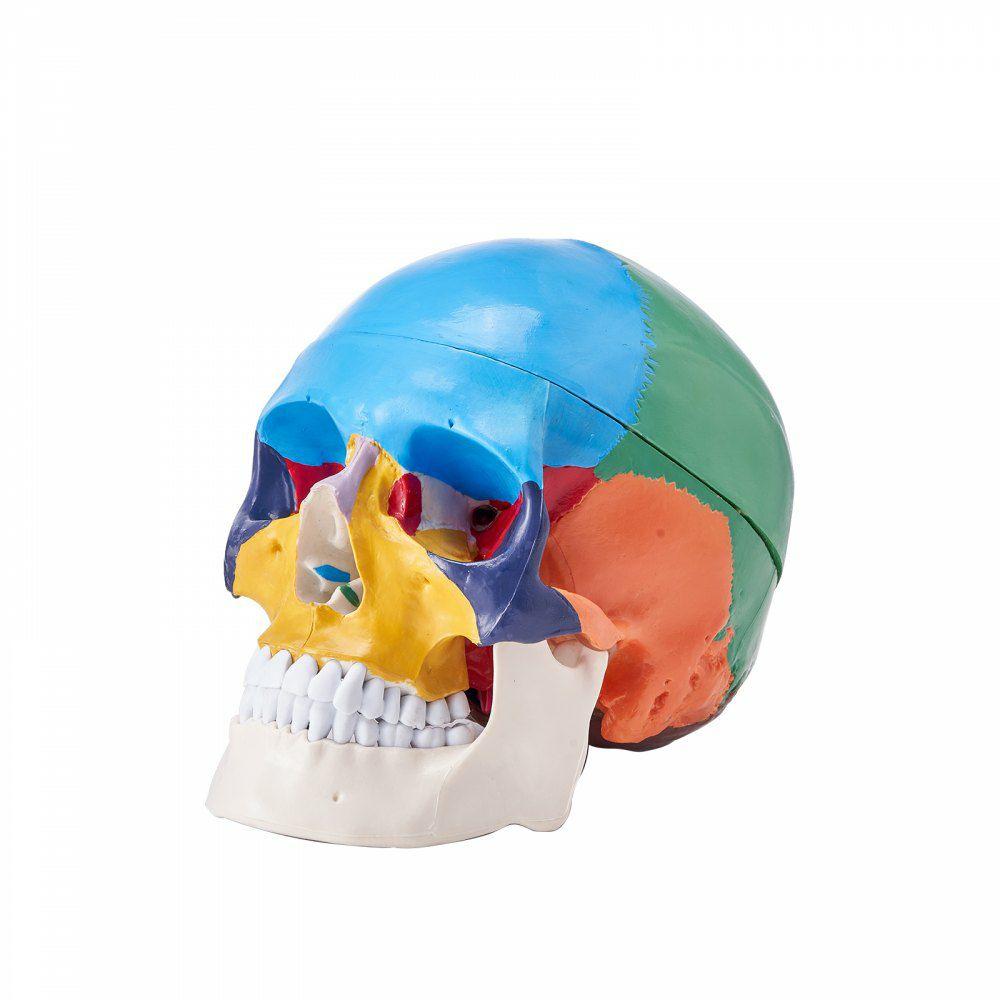 Human Skull Model, 3 Parts Human Skull Anatomy, Life-Size Painted Anatomy Skull Model, PVC Anatomical Skull, Detachable Learning Skull Model, for Professional Teaching, Researching and Learning  |  Learning & Education Lab Learning & Education