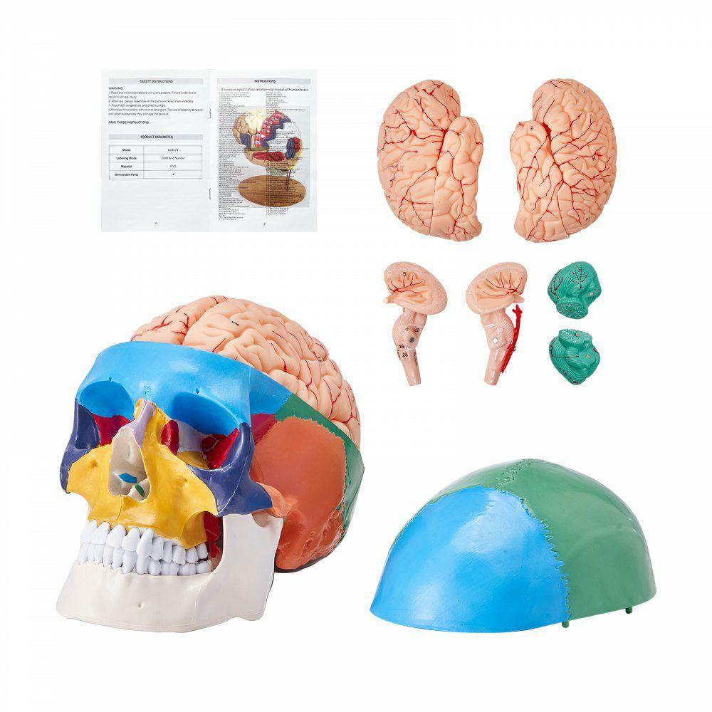 Human Skull Model, 8 Parts Brain & 3 Parts Skull, Life-Size Painted Anatomy Skull Model, PVC Anatomical Skull, Detachable Learning Skull Model for Professional Teaching, Researching and Learning  |  Learning & Education Lab Learning & Education