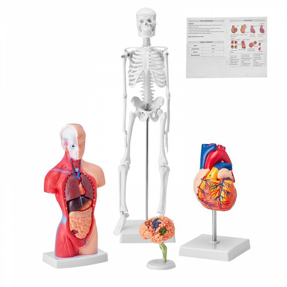 Human Anatomy Models Bundle Set, Brain, Human Torso Body, Heart, Skeleton Model Set of 4, Hands-on 3D Model Study Tools Teaching Models for Physiology Students or as Educational Kit for Kids  |  Learning & Education Lab Learning & Education