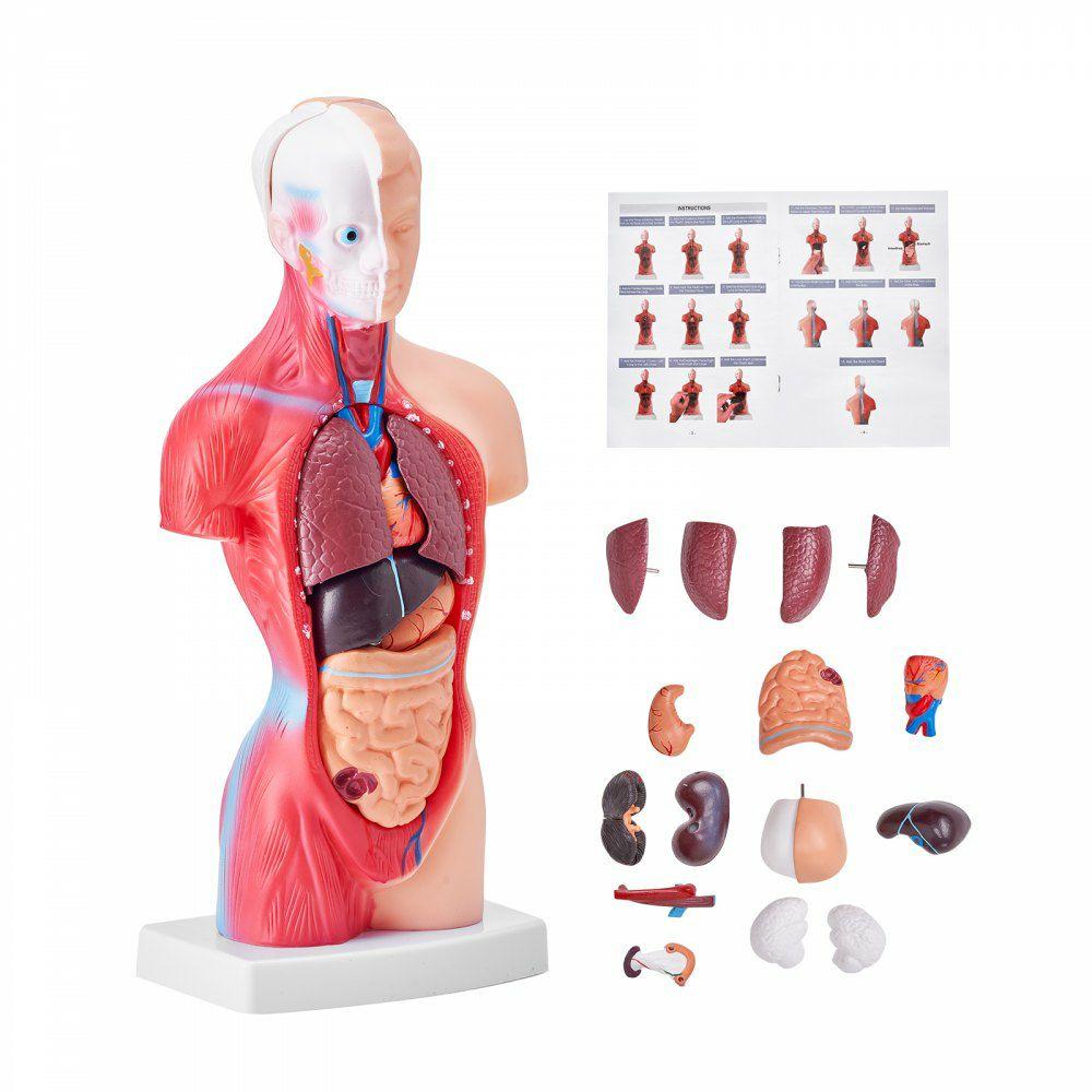 Human Body Model, 15 Parts 11 inch, Human Torso Anatomy Model Anatomical Skeleton Model with Removable Organs, Educational Teaching Tool for Students Science Learning School Education Display  |  Learning & Education Lab Learning & Education